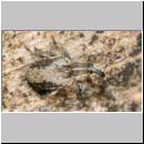 Hypera plantaginis - Ruesselkaefer 01 3-4mm.jpg